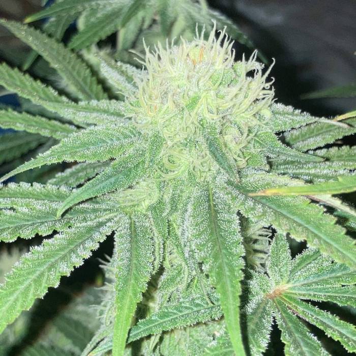 Glueberry og #2 (100watt). Week 10