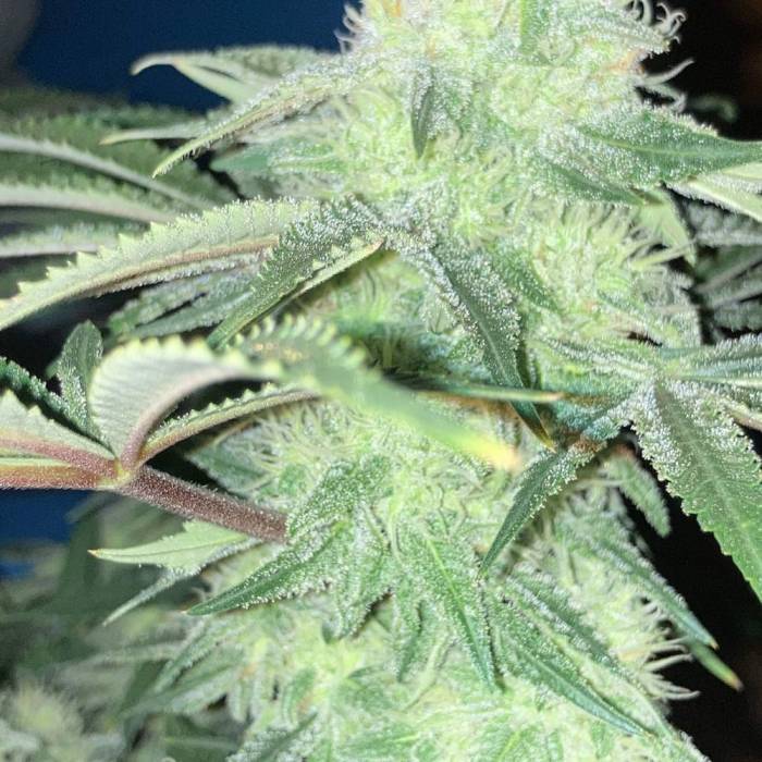 Glueberry og #2 (100watt). Week 11