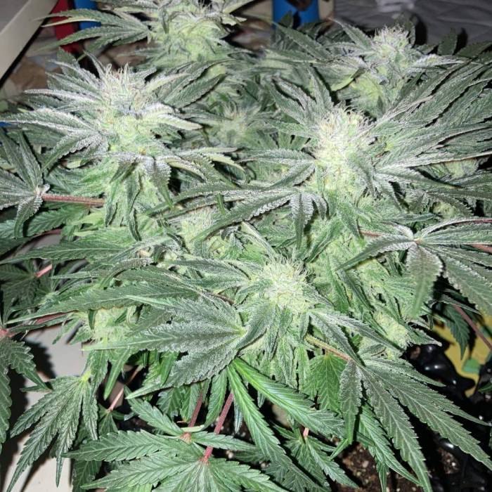 Forbidden Dream #2 (100watt). Week 12