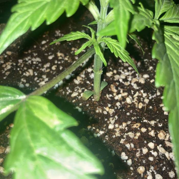 Purple Queen. Week 3