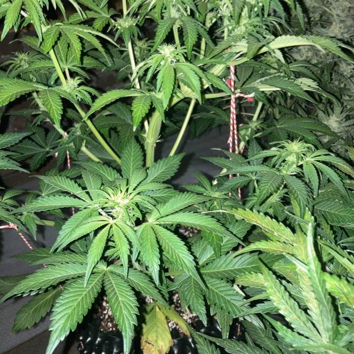 Runtz auto . Week 6