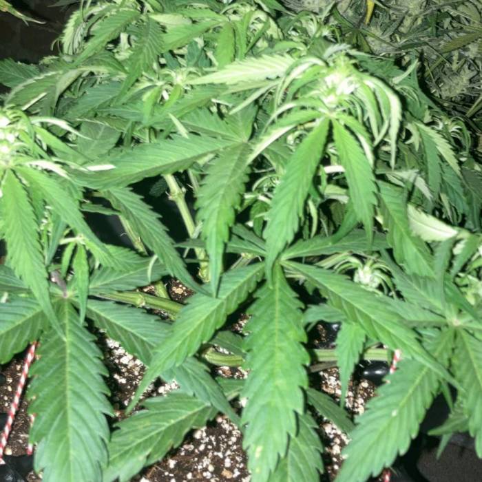 Purple Queen. Week 7
