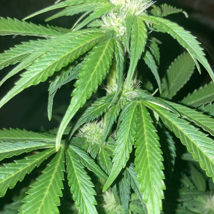 Runtz auto . Week 7