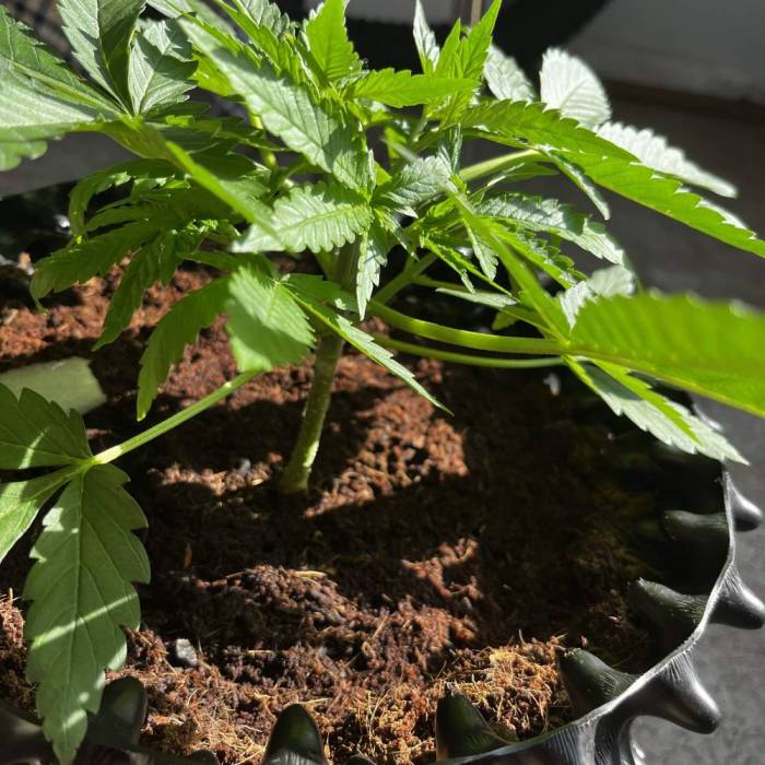 Blue Dream #25. Week 3