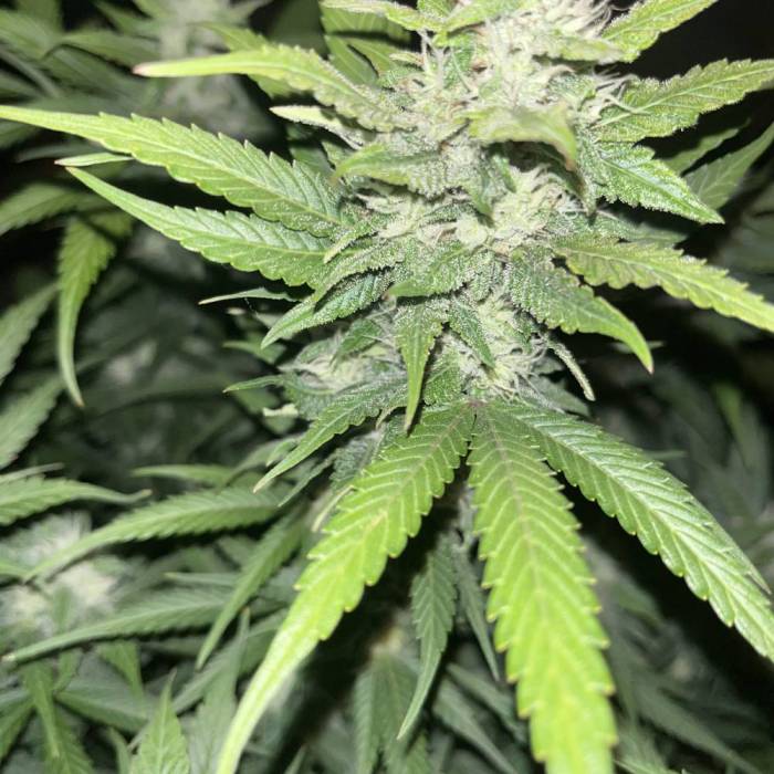 gorilla coockies auto #2 . Week 9