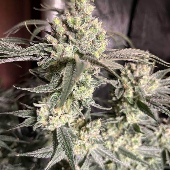 Gorilla Coockies. Week 11