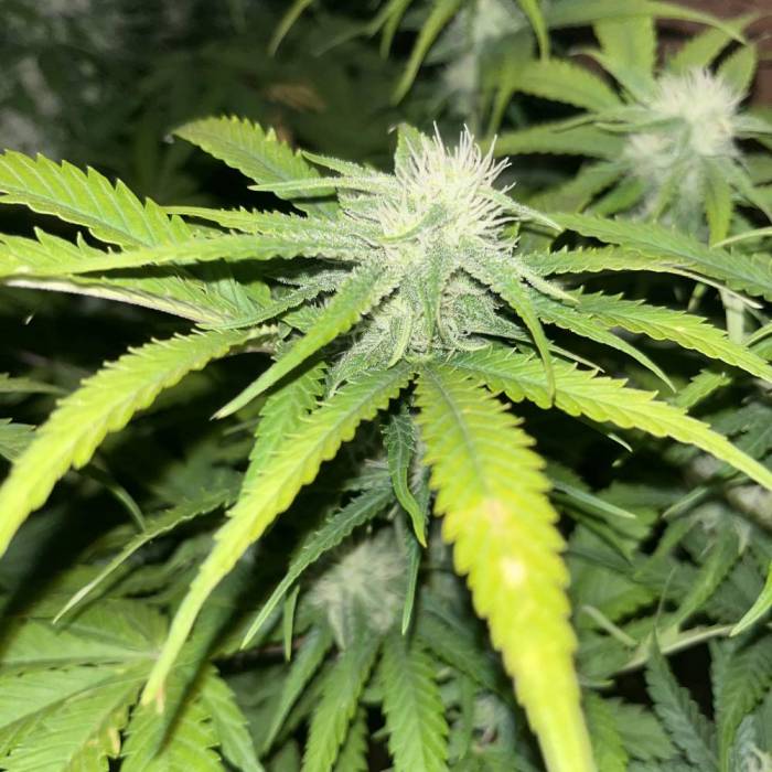 Blue Dream #23. Week 8
