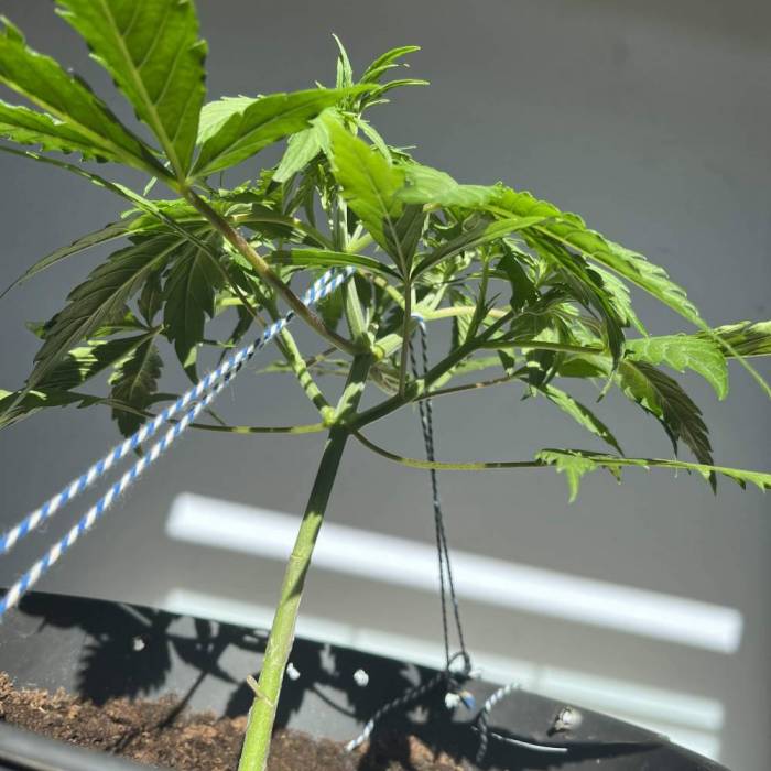 Ztrawberriez. Week 3