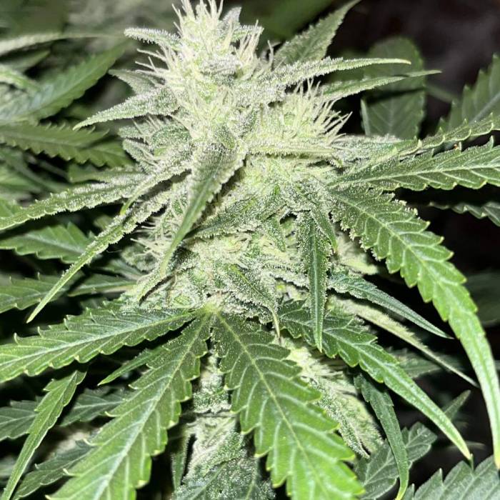 Blue Dream #23. Week 9