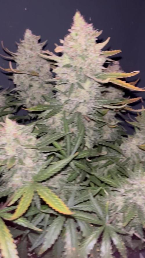 Blue Dream #31