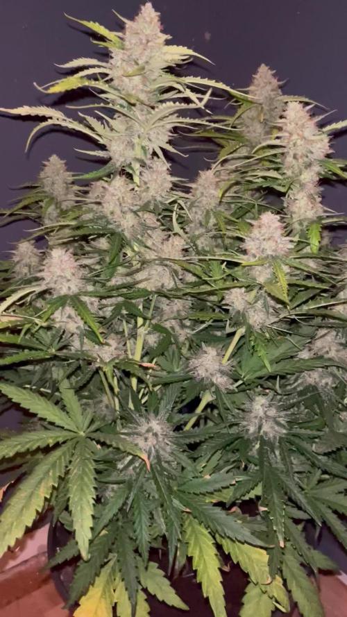 Blue Dream #32