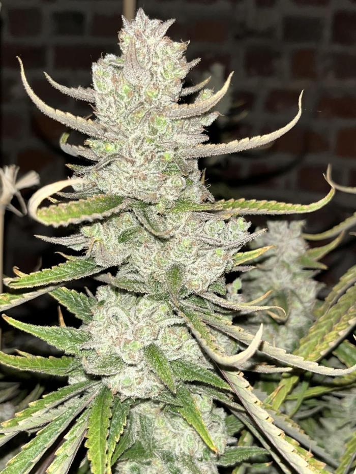 Super Lemon Haze. Week 14