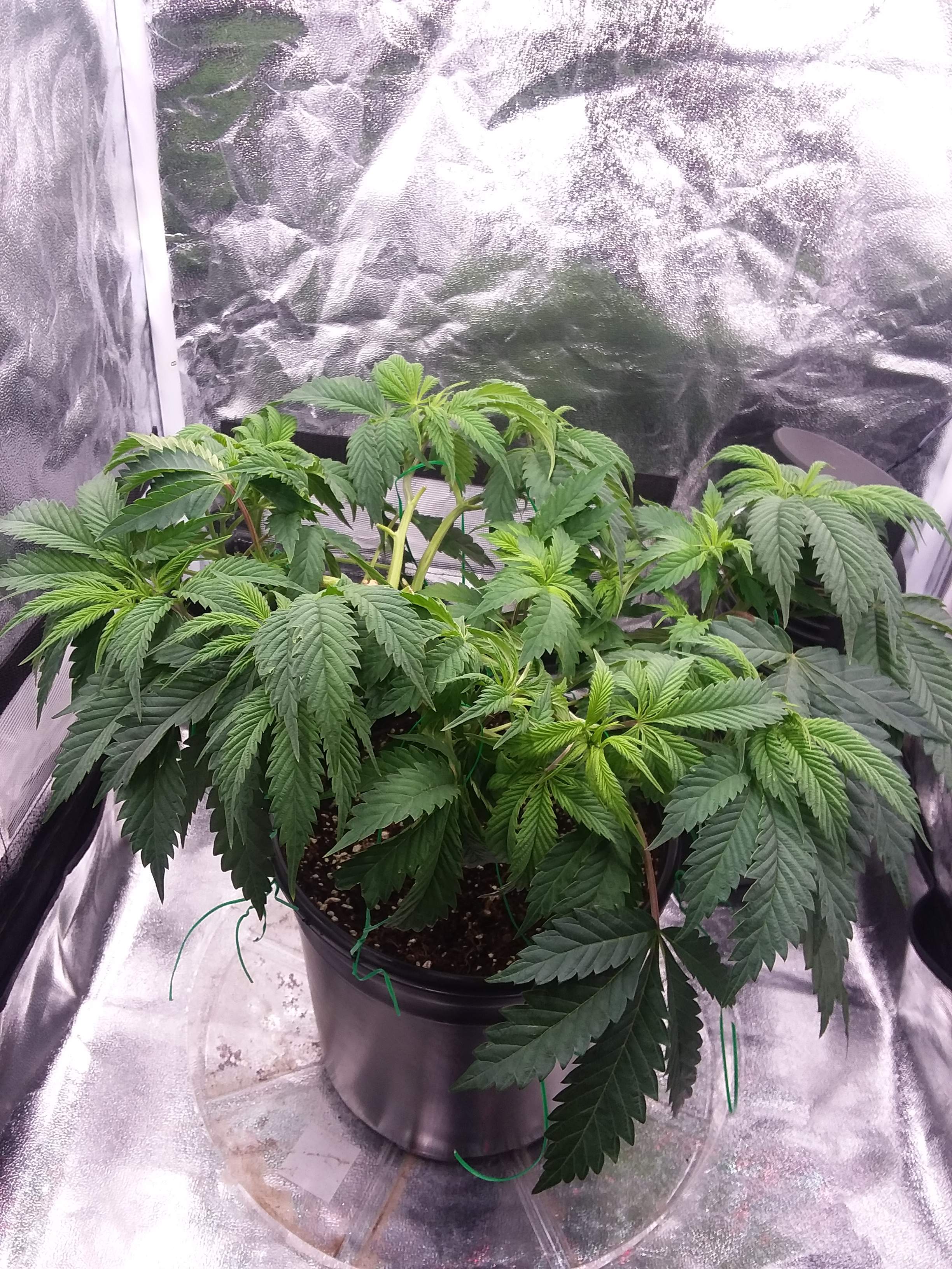 Banana Mac 4 grow diary (journal) 2 week1 by bert_AND_i GrowDiaries