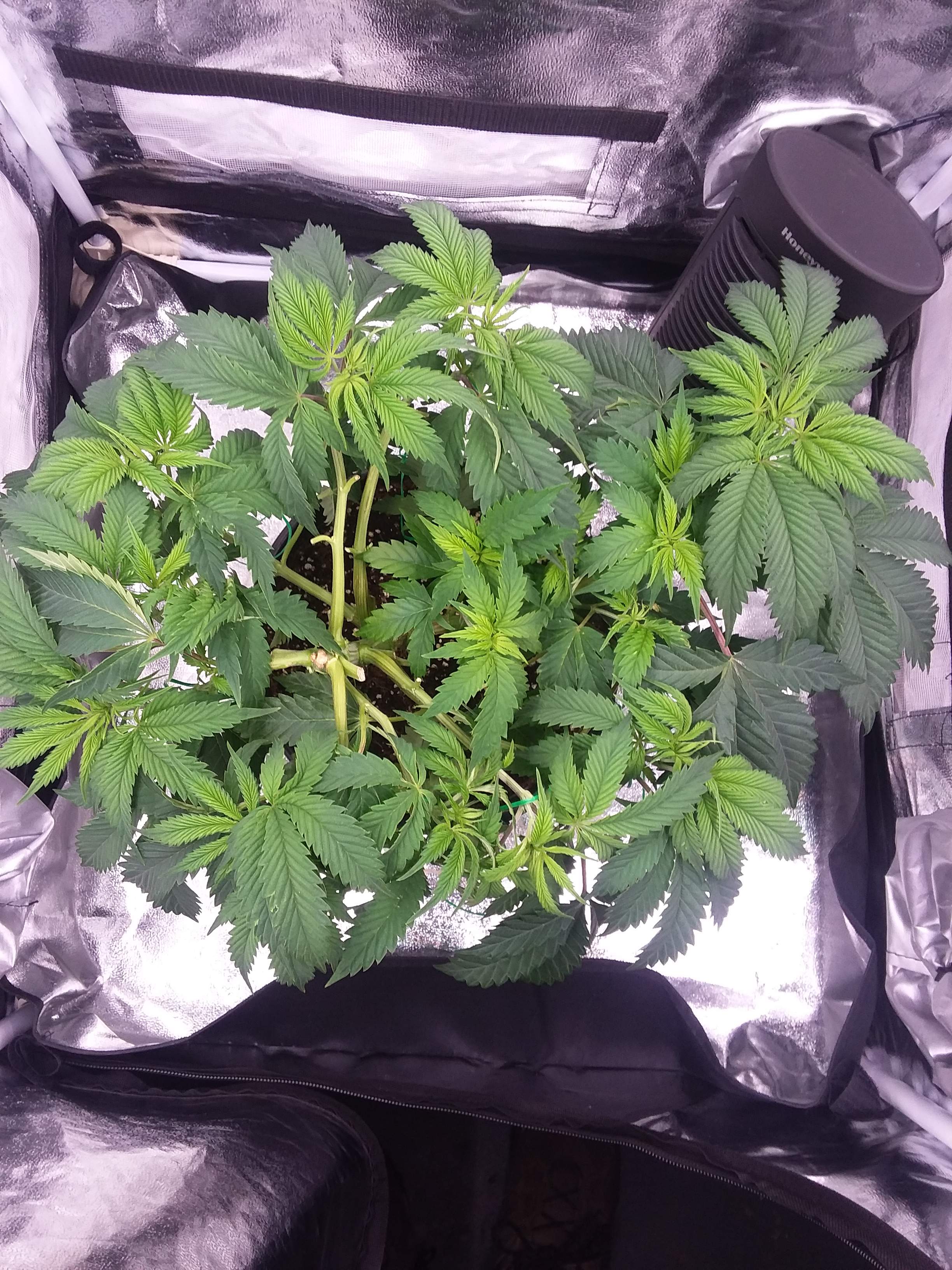 Banana Mac 4 grow diary (journal) 2 week1 by bert_AND_i GrowDiaries