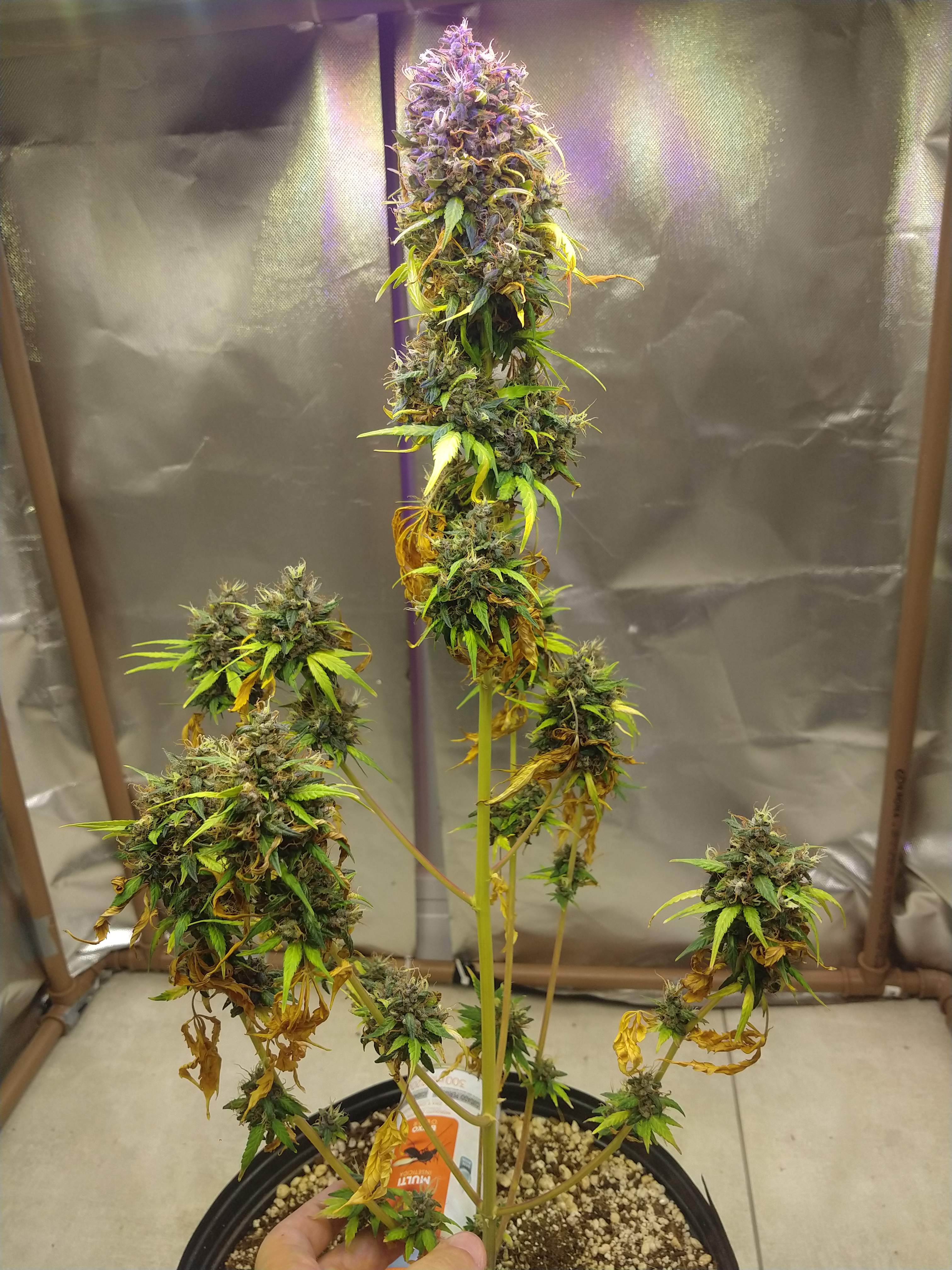 Red poison auto 2 grow diary (journal) harvest13 by chainbreaker