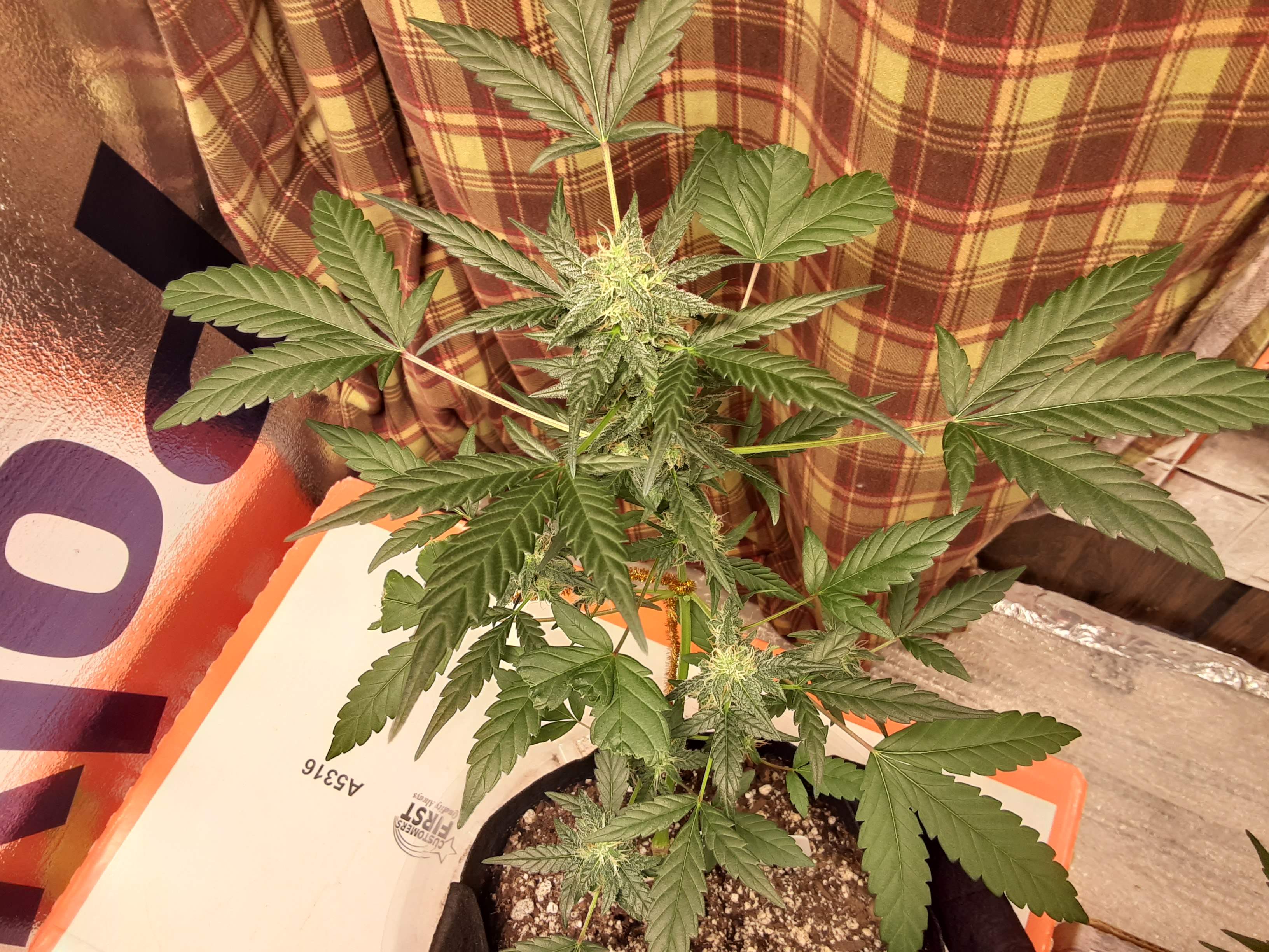 ETHOS Banana Daddy Auto R BX2 grow diary (journal) week9 by