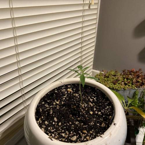 ETHOS Banana Hammock R1 grow journal by DoctorDendro GrowDiaries