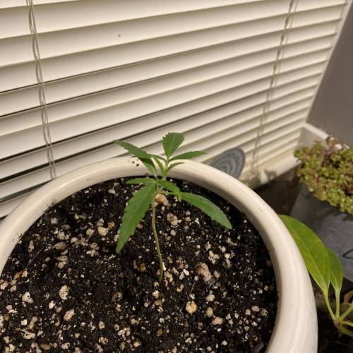 ETHOS Banana Hammock R1 grow journal by DoctorDendro GrowDiaries