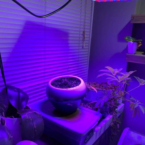 ETHOS Banana Hammock R1 grow journal by DoctorDendro GrowDiaries