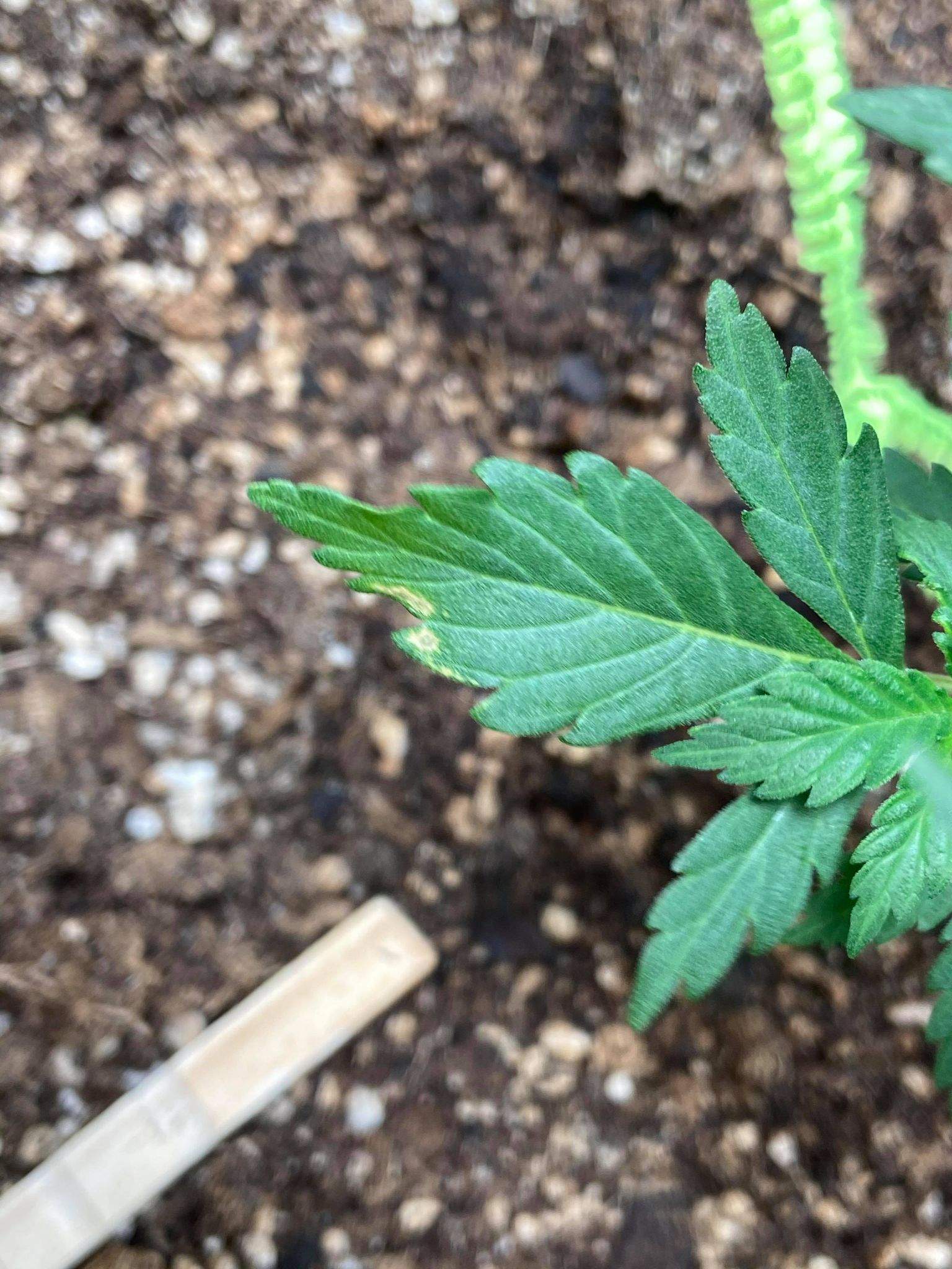 spotty-tipped-crinkly-leaves-grow-question-by-windows98-growdiaries