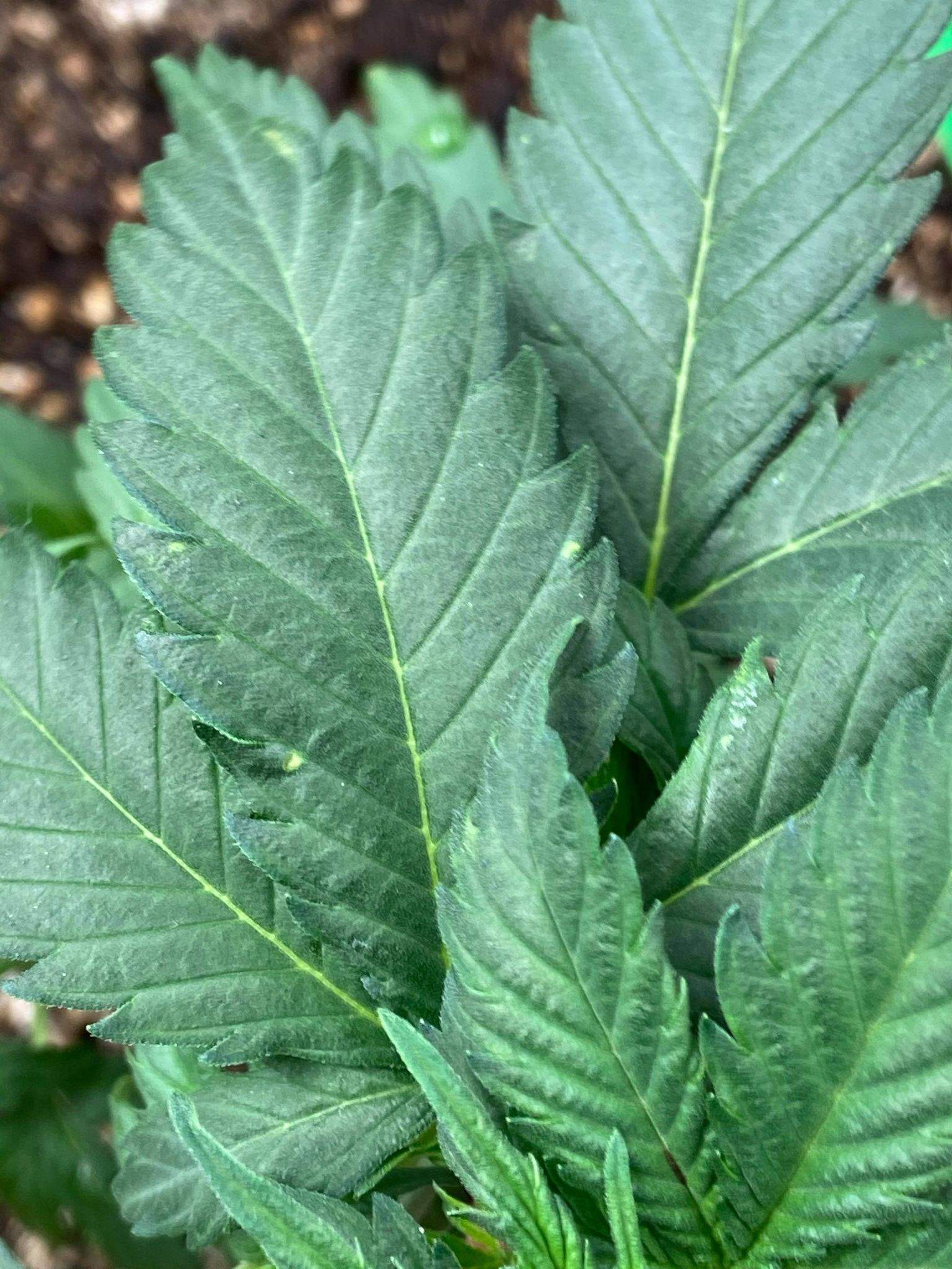 spotty-tipped-crinkly-leaves-grow-question-by-windows98-growdiaries
