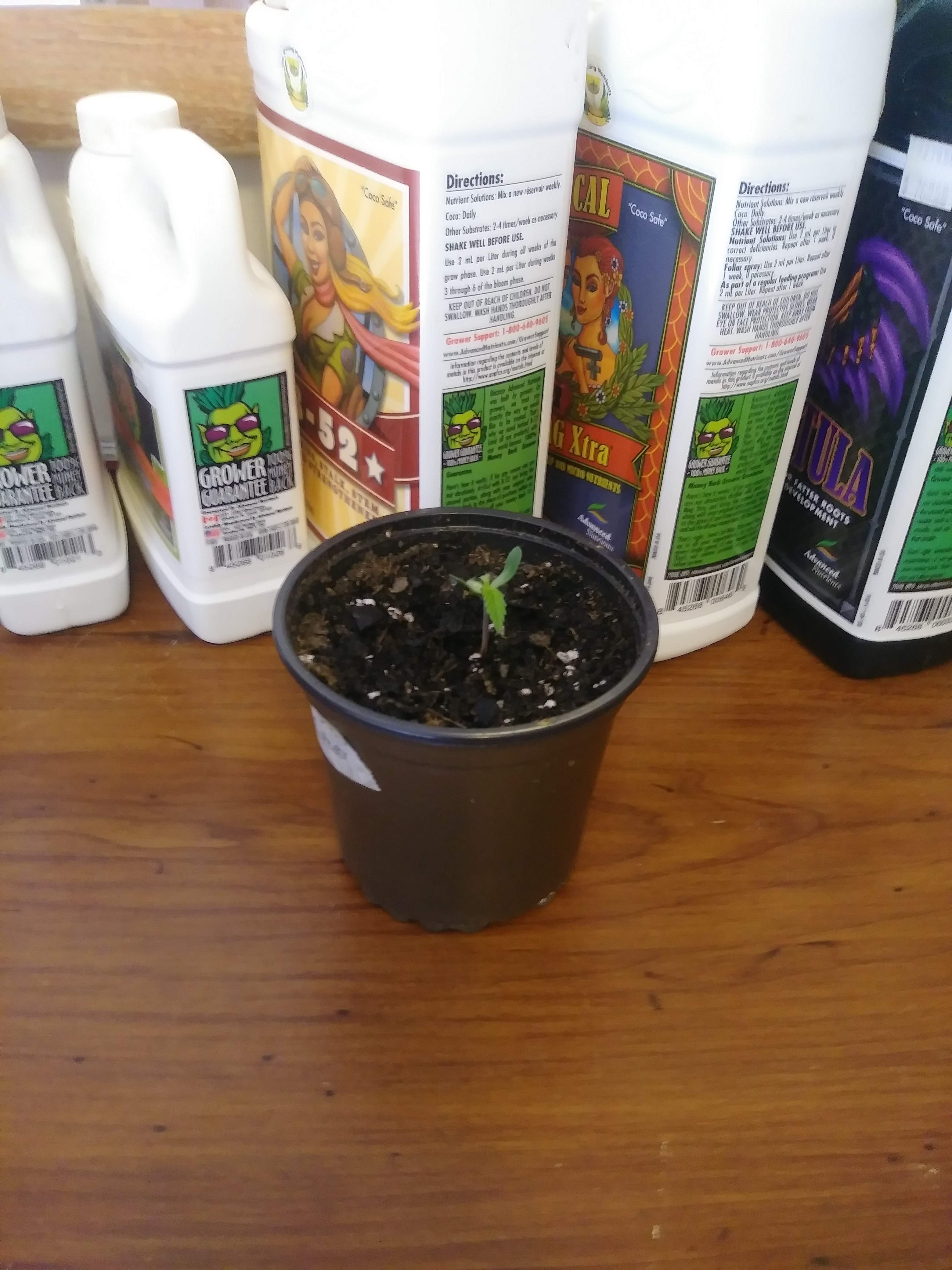 Pineapple Express 2 grow diary (journal) 2 week1 by Nordynllc GrowDiaries