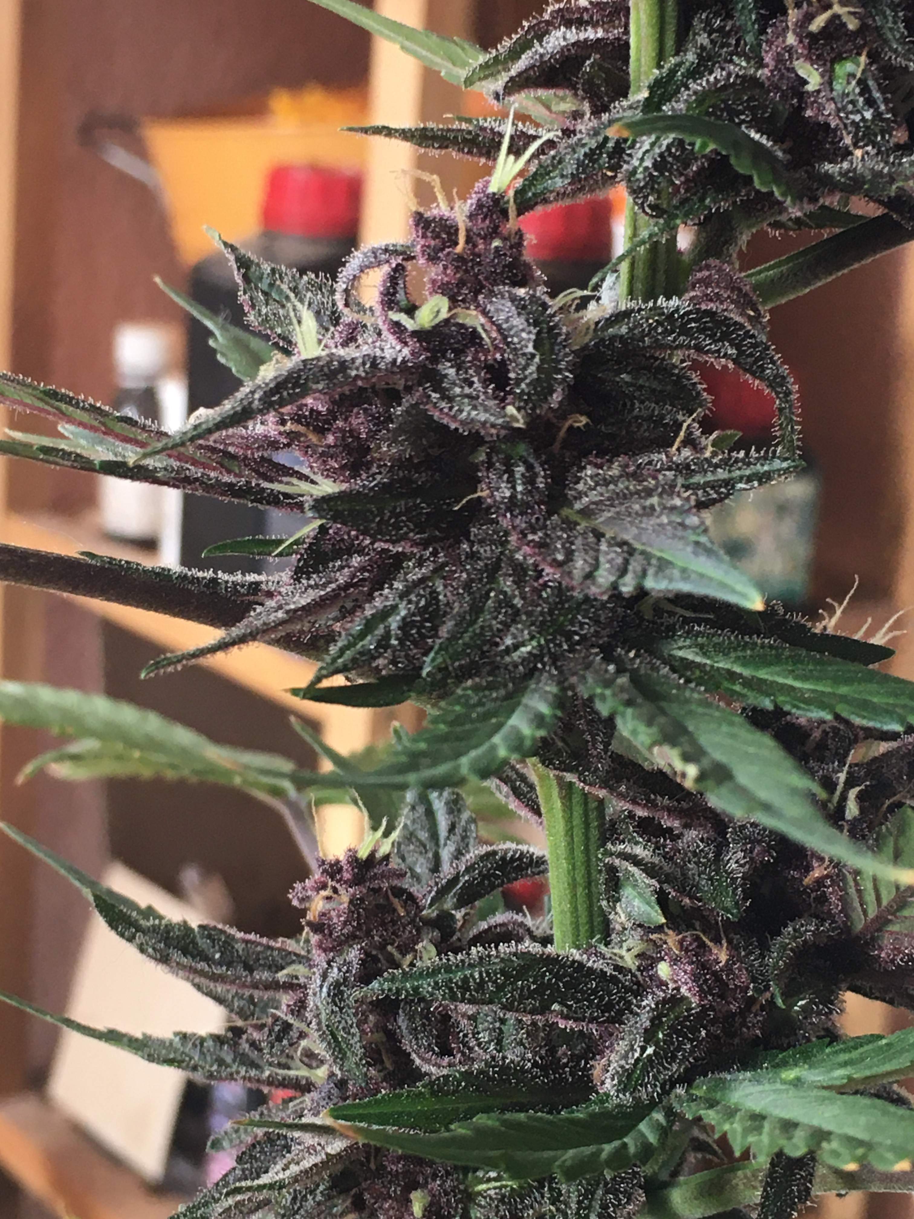 Sweet Seeds Devil Cream Auto® grow diary (journal) week7 by LaHierbas