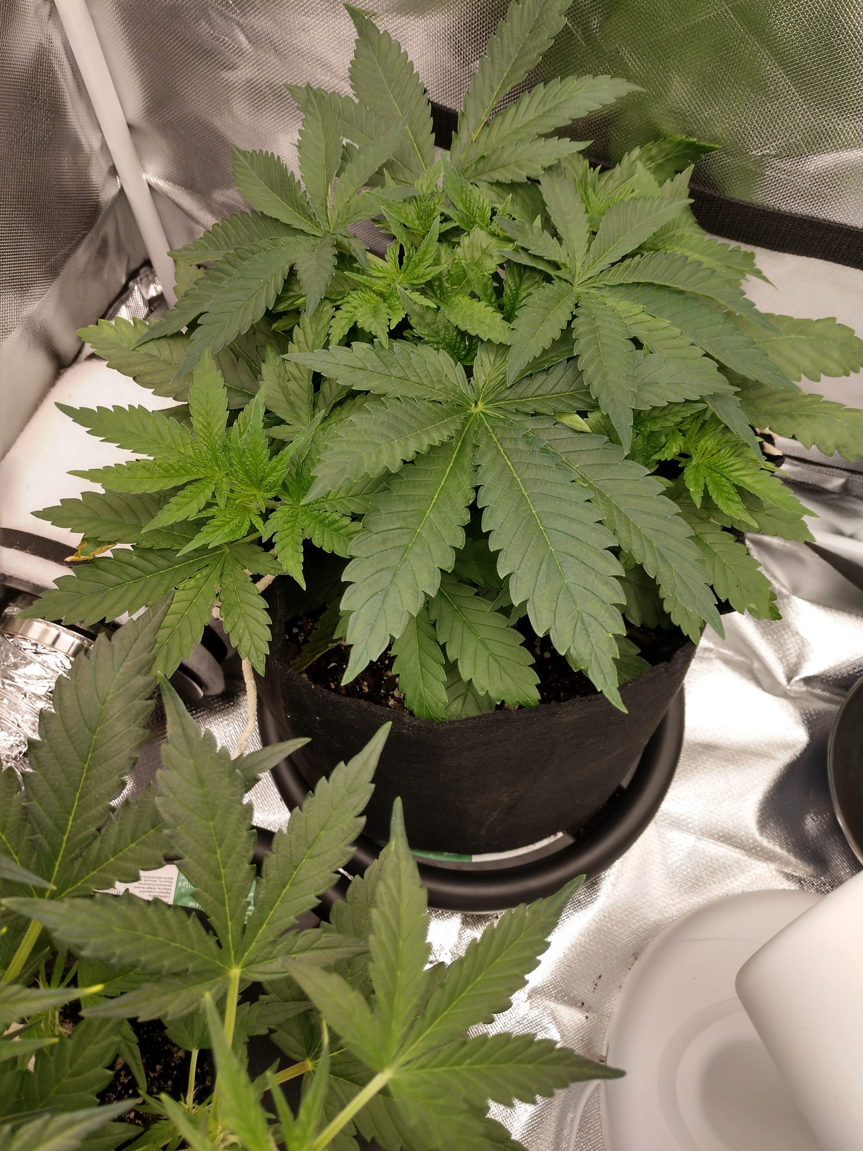 Barney's Farm Gorilla Zkittlez, Pineapple Express grow diary (journal) week5 by Johnnyyoz28