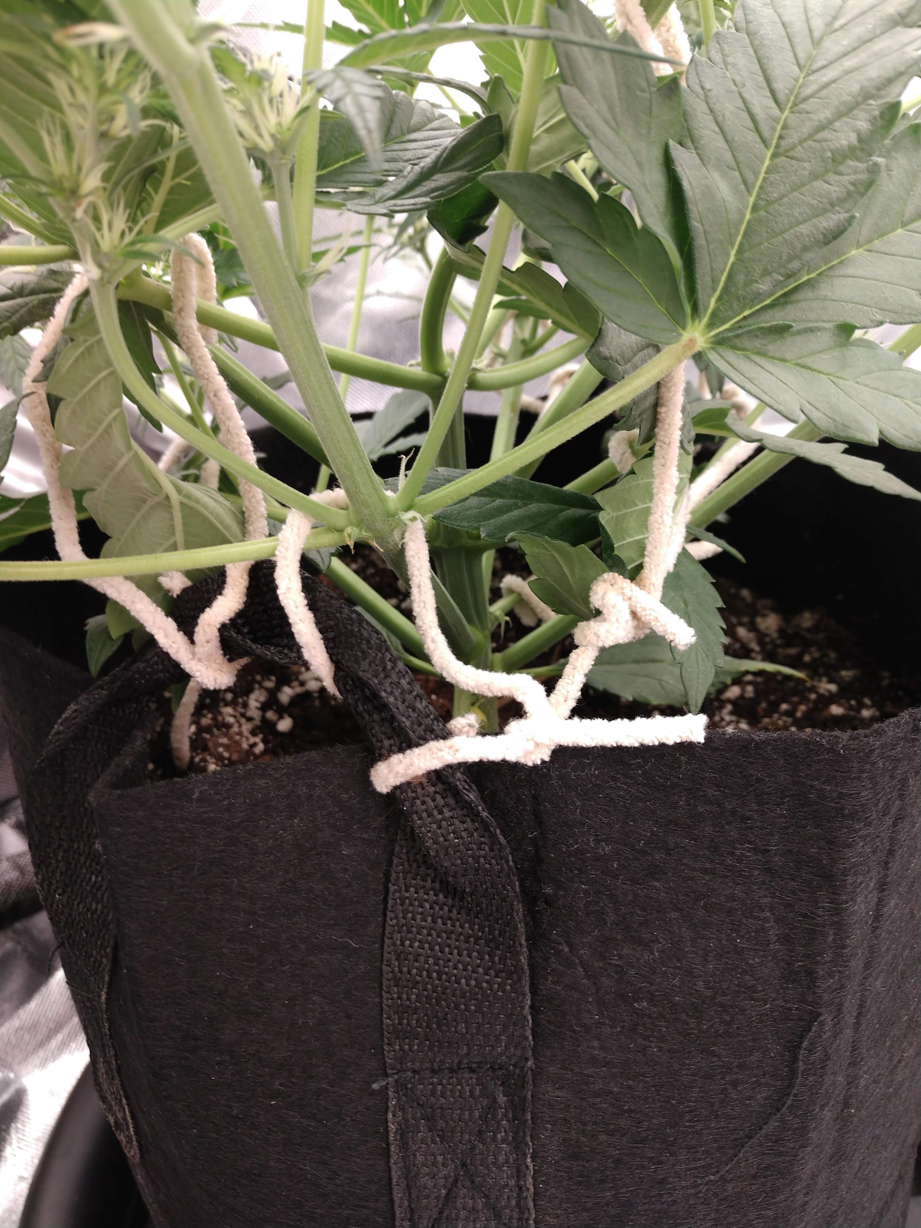 Barney's Farm Gorilla Zkittlez, Pineapple Express grow diary (journal) week5 by Johnnyyoz28