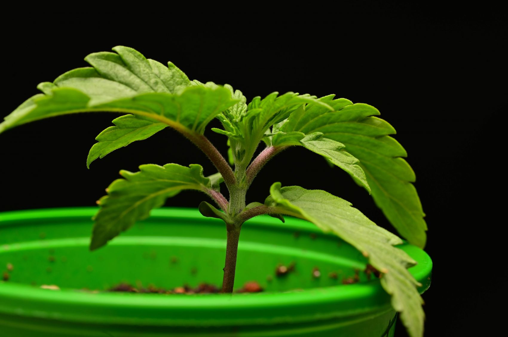Seedstockers Terp and Tonic grow diary (journal) week1 by eecc_photo