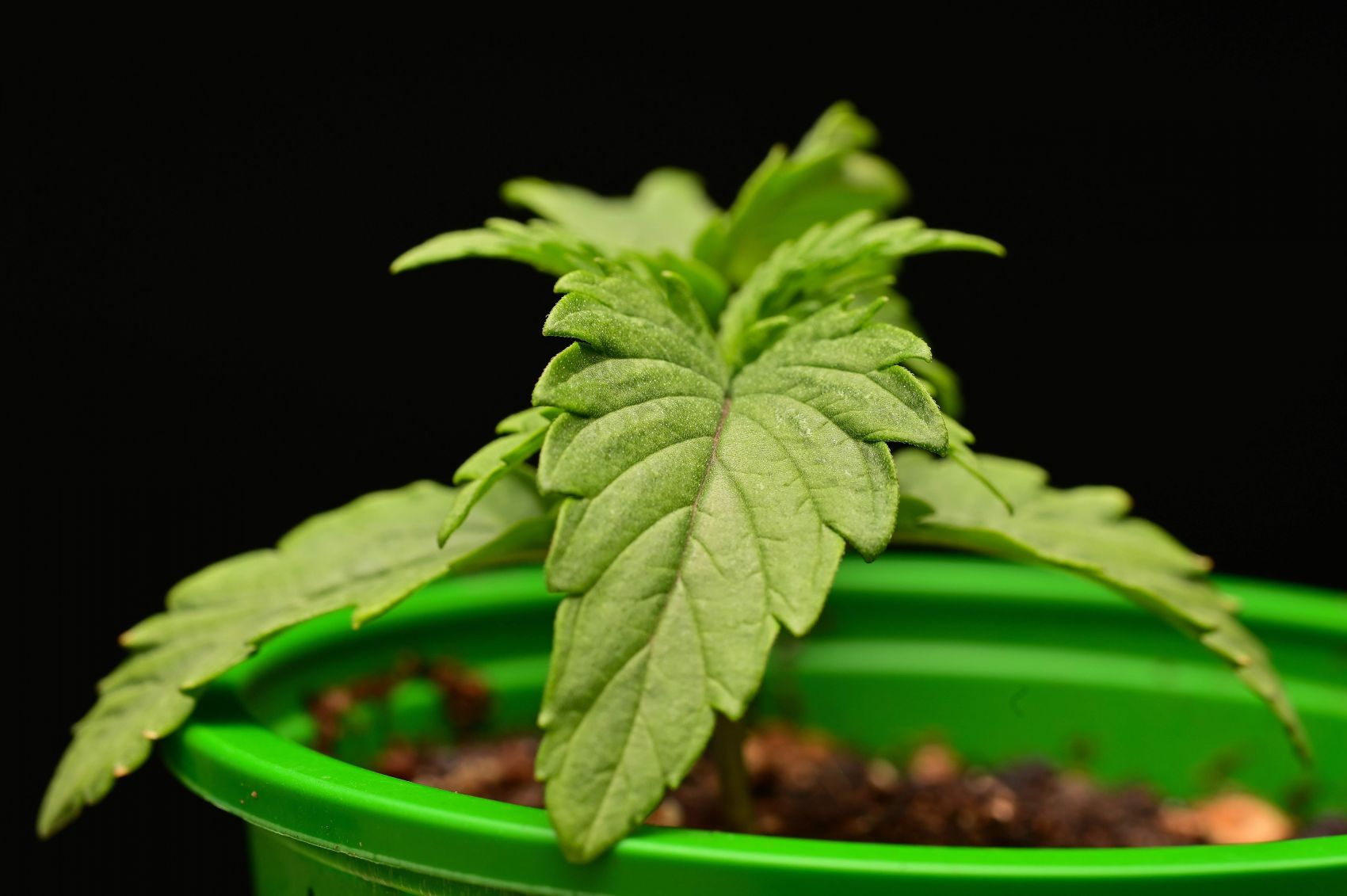 Seedstockers Terp and Tonic grow diary (journal) week1 by eecc_photo