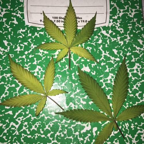 420SNoWfLaKe420
