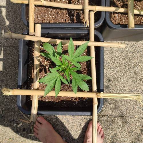 First Grow Outdoor. Week 3