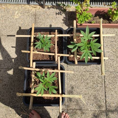 First Grow Outdoor. Week 3