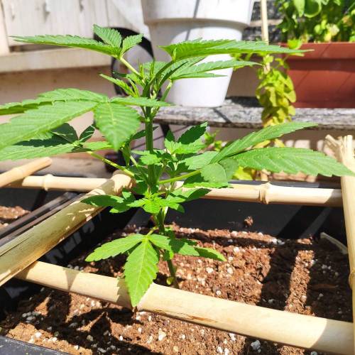 First Grow Outdoor. Week 3
