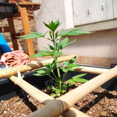 First Grow Outdoor. Week 3