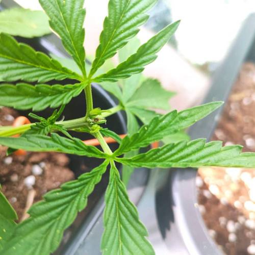 First Grow Outdoor. Week 3