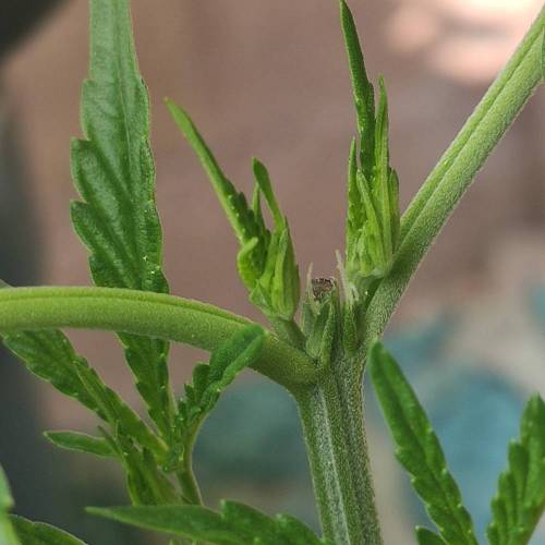 First Grow Outdoor. Week 3 - nice topping