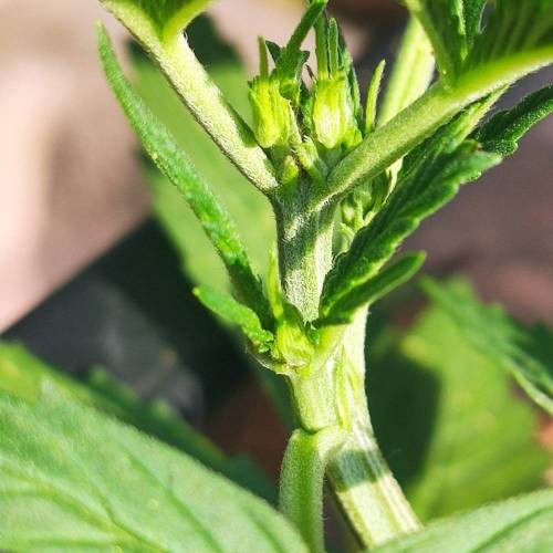 First Grow Outdoor. Week 3