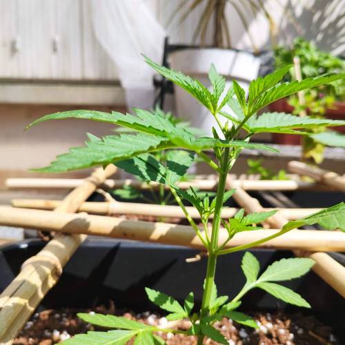 First Grow Outdoor. Week 3