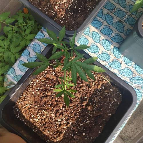 First Grow Outdoor. Week 3