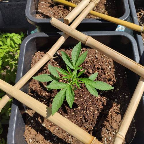 First Grow Outdoor. Week 2