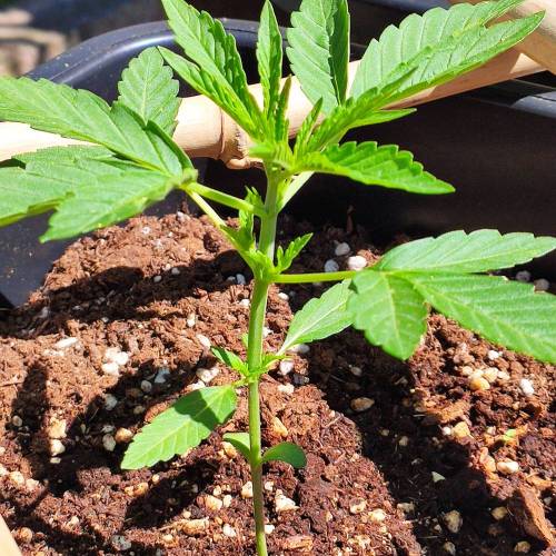 First Grow Outdoor. Week 2
