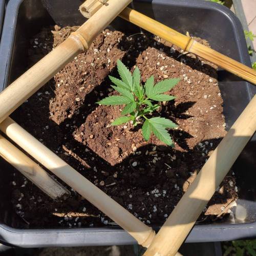 First Grow Outdoor. Week 2