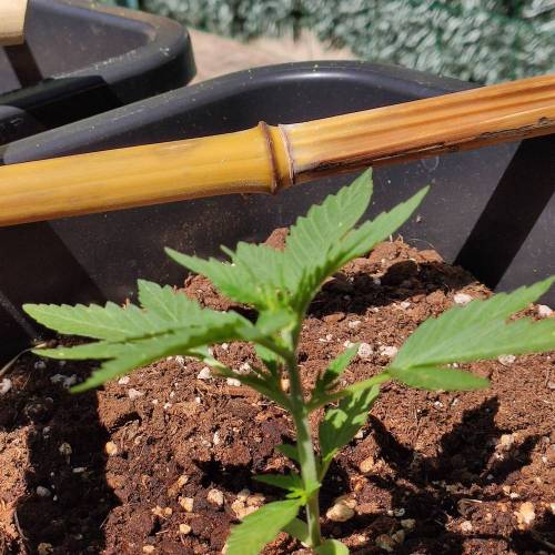 First Grow Outdoor. Week 2