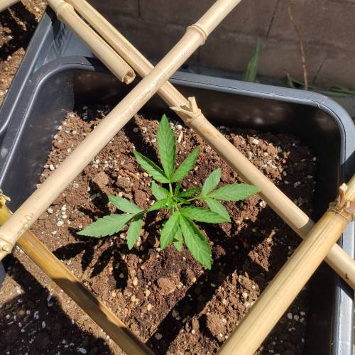 First Grow Outdoor. Week 2