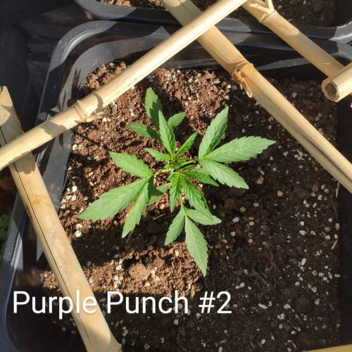 First Grow Outdoor. Week 2
