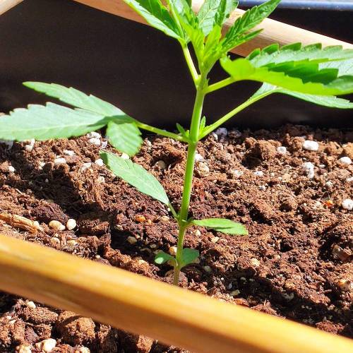 First Grow Outdoor. Week 2