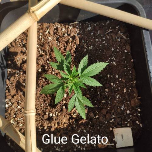 First Grow Outdoor. Week 2