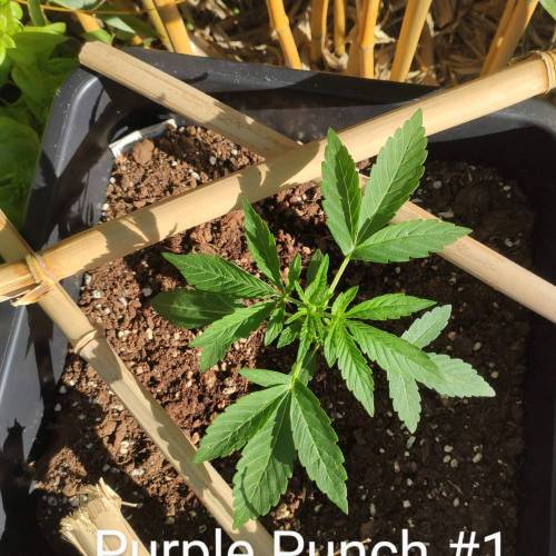 First Grow Outdoor. Week 2